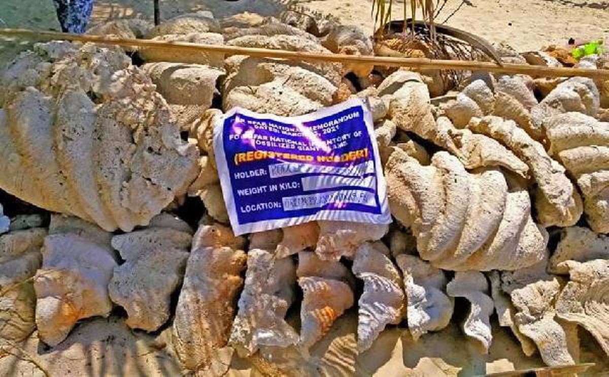 Filipinler\'de, 25 milyon dolar değerinde yasa dışı midye kabukları ele geçirildi
