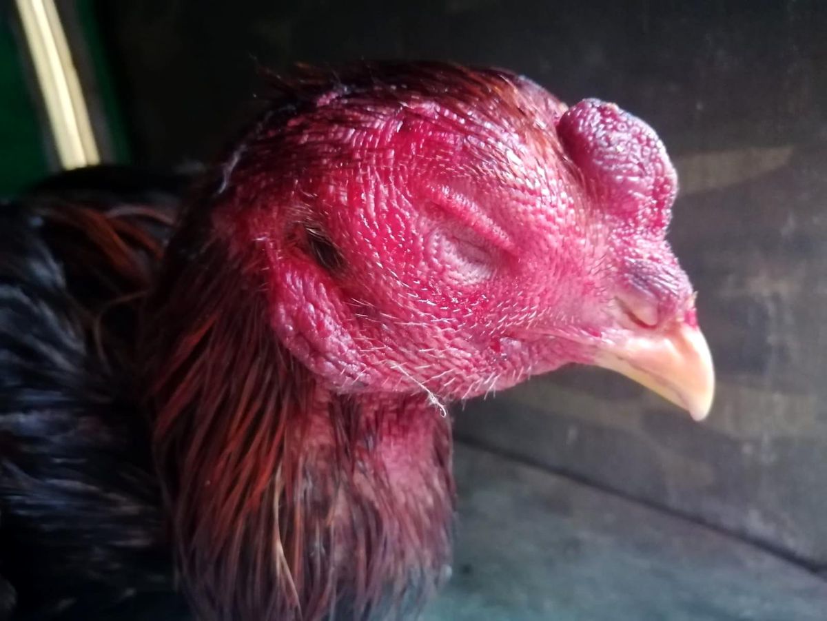 Horoz dövüştüren 6 kişiye para cezası