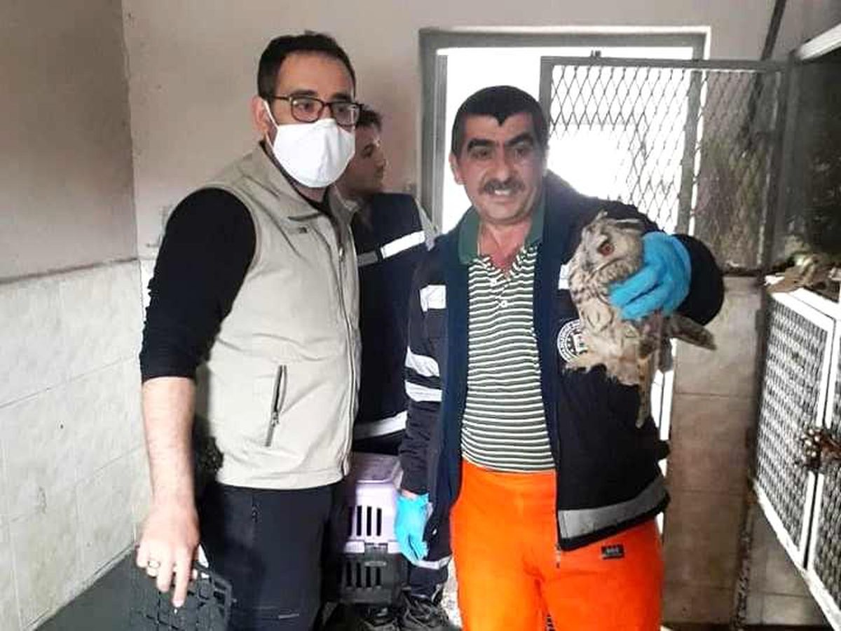 Kütahya\'da yaralı baykuş tedavi altına alındı