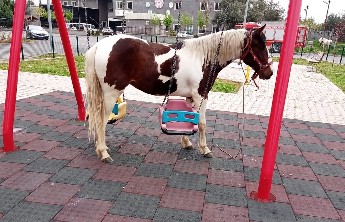 Salıncaklara dolanan atı görenler büyük şaşkınlık yaşadı
