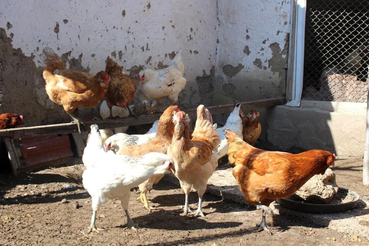 3.2 milyon kanatlı hayvan diğer şehirlere sevk edildi