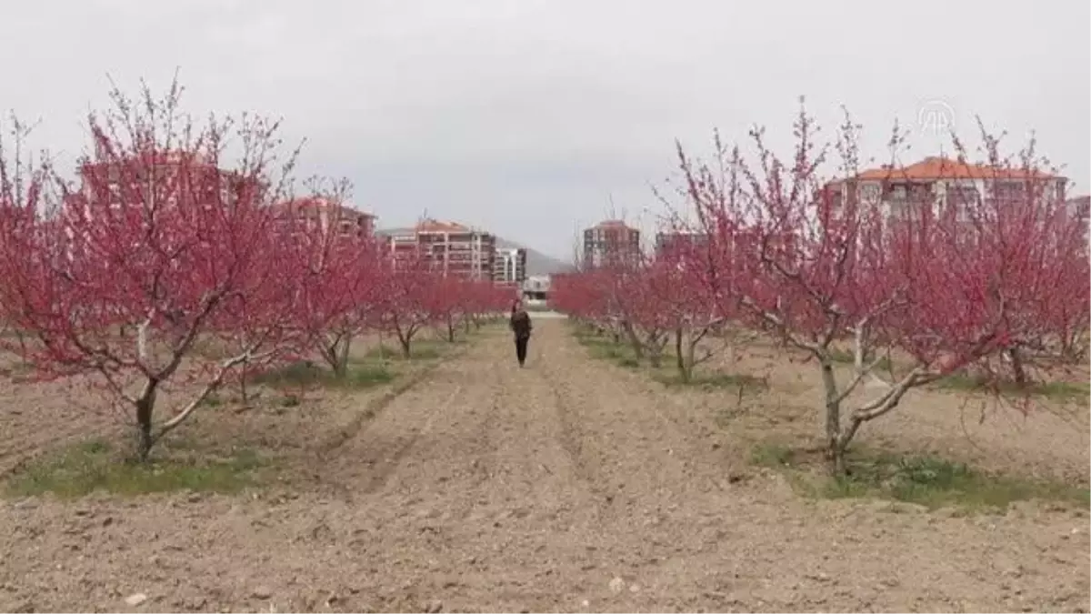 Son dakika haberi: Çiçek açan şeftali ağaçları görsel şölen sunuyor