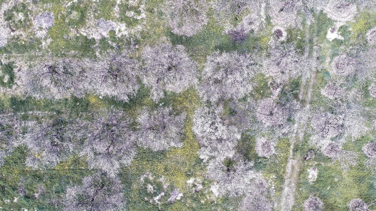 Erzincan\'da kayısı ağaçları renk cümbüşü yaşatıyor