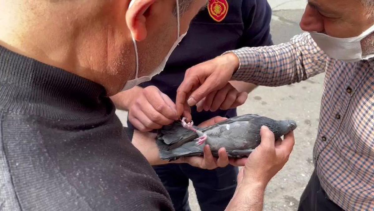 Son dakika gündem: Klima motorunda mahsur kalan güvercin kurtarıldı