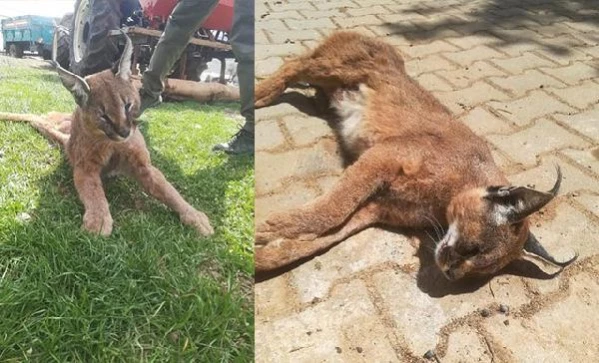 Muğla'da karakulak fotokapan tarafından görüntülendi