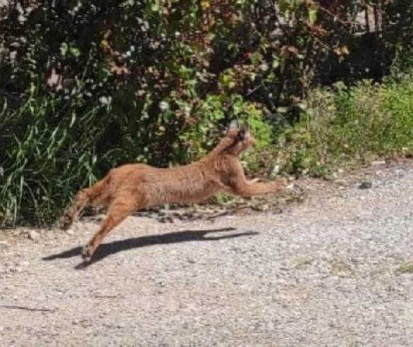 Muğla'da karakulak fotokapan tarafından görüntülendi