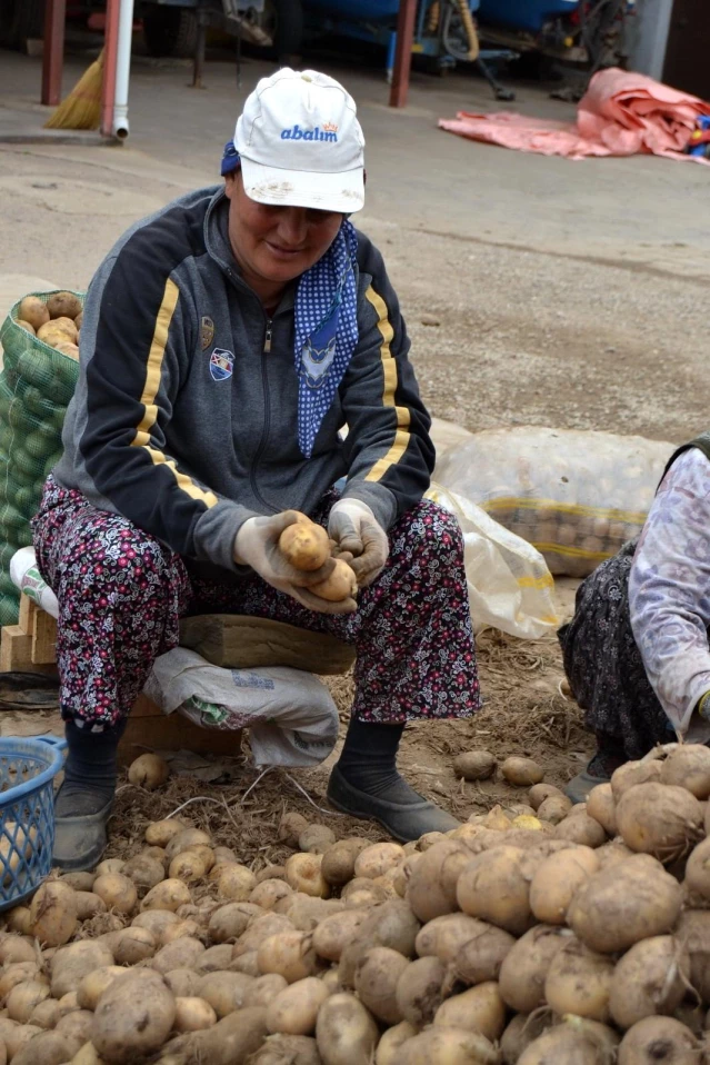 Son dakika haberleri: TMO'nun patates alımı Manisalı çiftçilerin yüzünü güldürdü