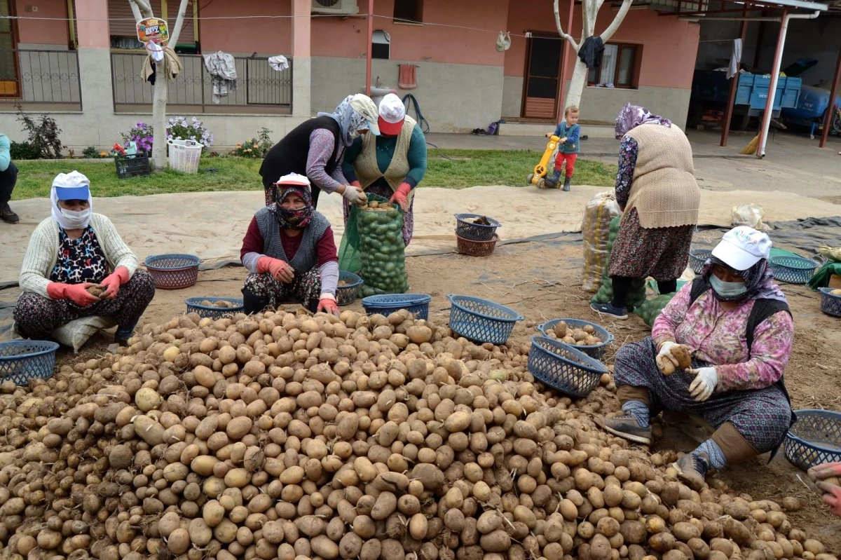 Son dakika haberleri: TMO\'nun patates alımı Manisalı çiftçilerin yüzünü güldürdü