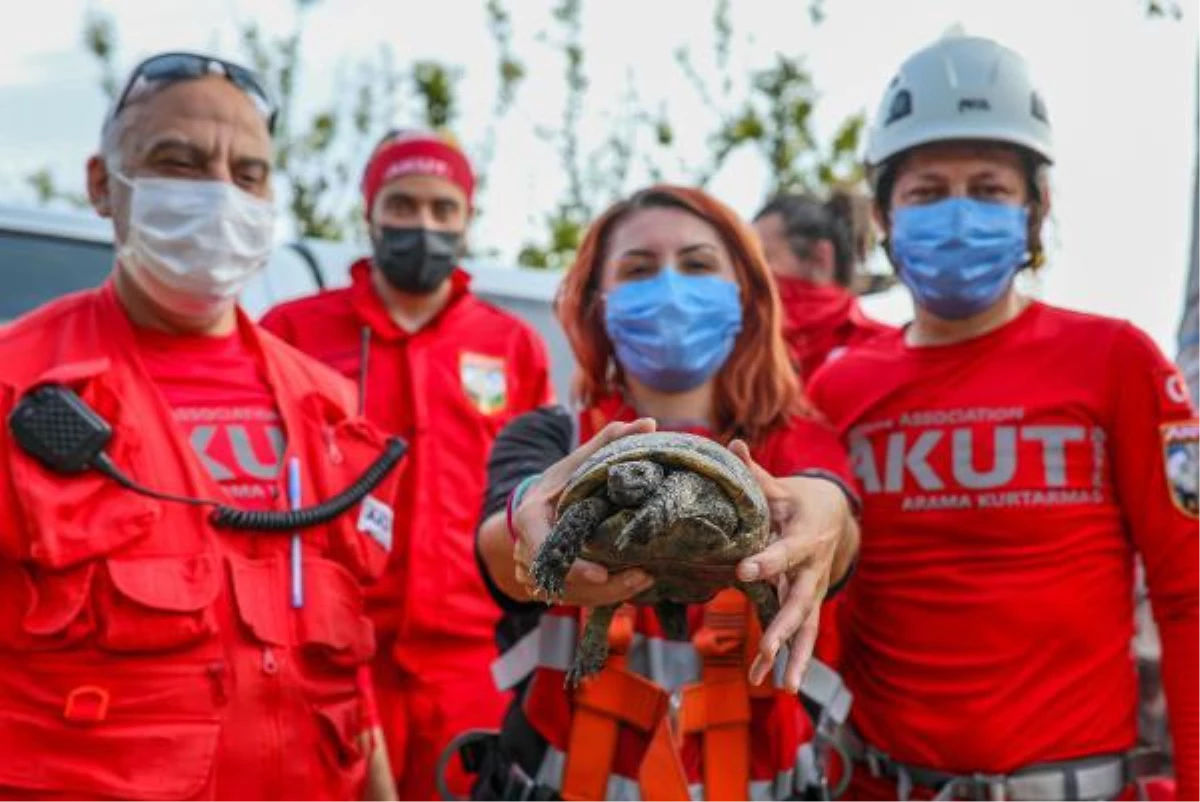 UÇURUMUN KENARINDA SIKIŞAN KAPLUMBAĞAYI AKUT KURTARDI