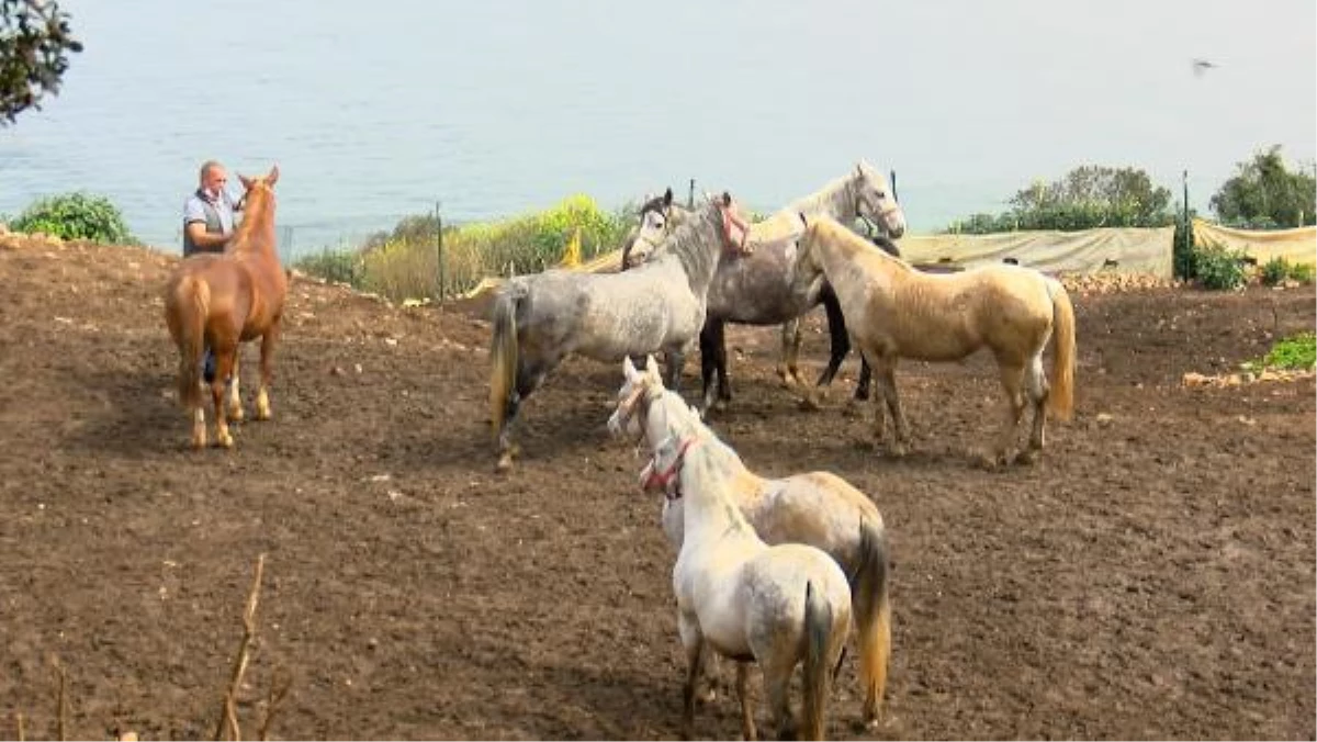 Adalar\'dan Hatay\'a gönderilen 99 atın kaybolduğu iddiasına çifte soruşturma