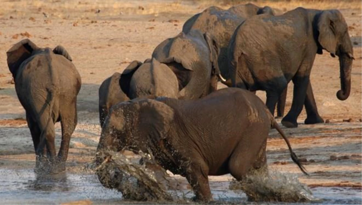 Fillerin altında kalan Güney Afrikalı kaçak avcı ezilerek hayatını kaybetti