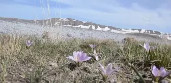 Nemrut Dağı'nda açan kardelenler doğayı süsledi