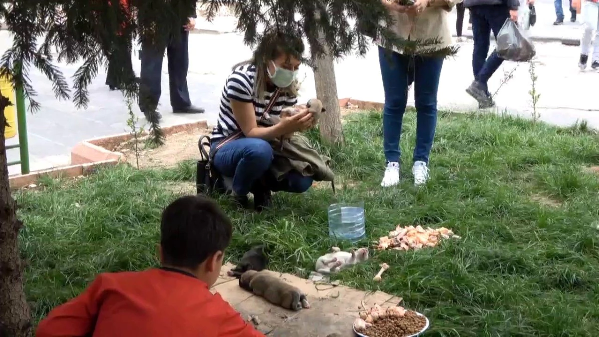 Siirt\'te caddede doğum yapan köpeğe vatandaşlar sahip çıktı