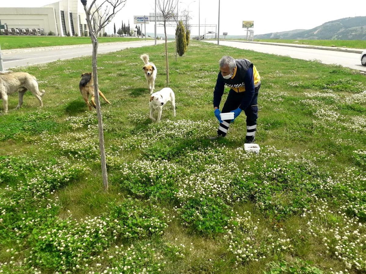 Sokak hayvanları beslenildi