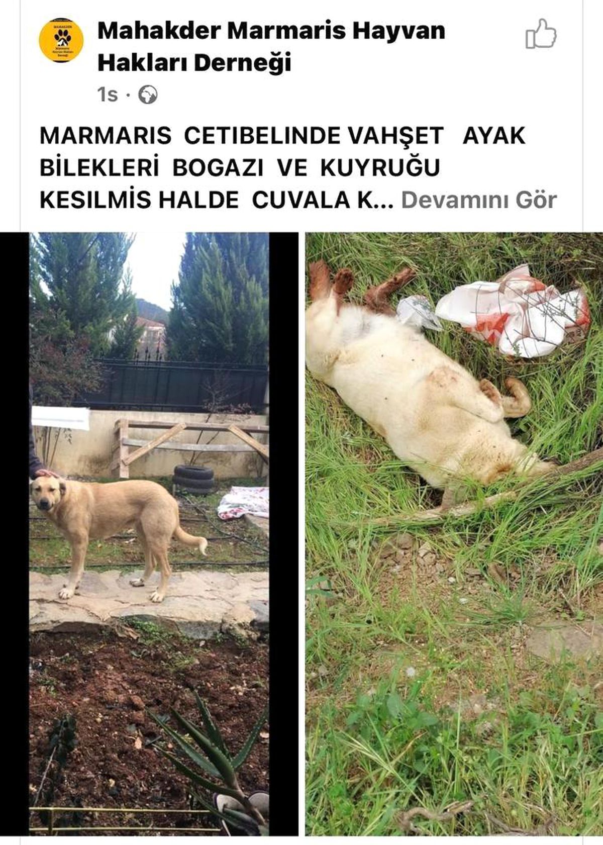 Sokakta bakılan köpek vahşice katledildi