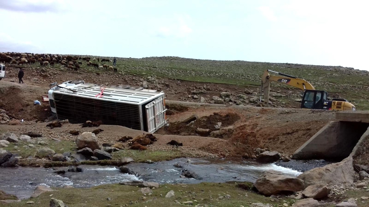 Virajı alamayan kamyonet yan yattı: 50 koyun telef oldu