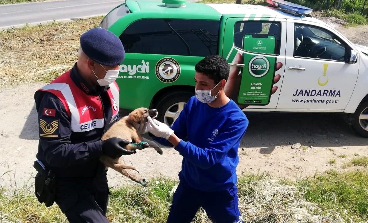 Son dakika haberleri! Yaralı köpeğe Aydın Büyükşehir Belediyesi ekipleri sahip çıktı
