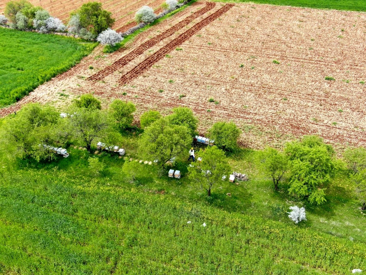 20 yıl sonra keşke dememek için arıcılığa başladılar, şimdi siparişlere yetişemiyorlar