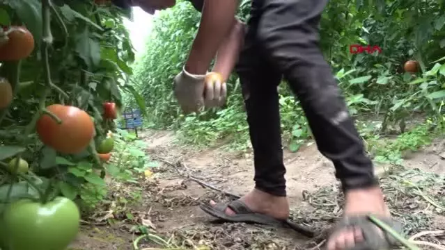 Rusya'ya domates kotası yine doldu