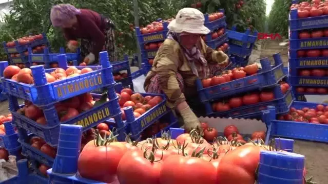 Rusya'ya domates kotası yine doldu