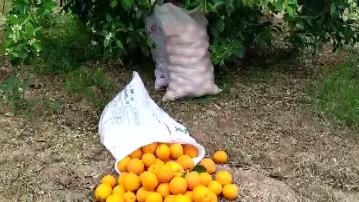 Bahçeden portakal çalma teşebbüsündeki kişi yakalandı