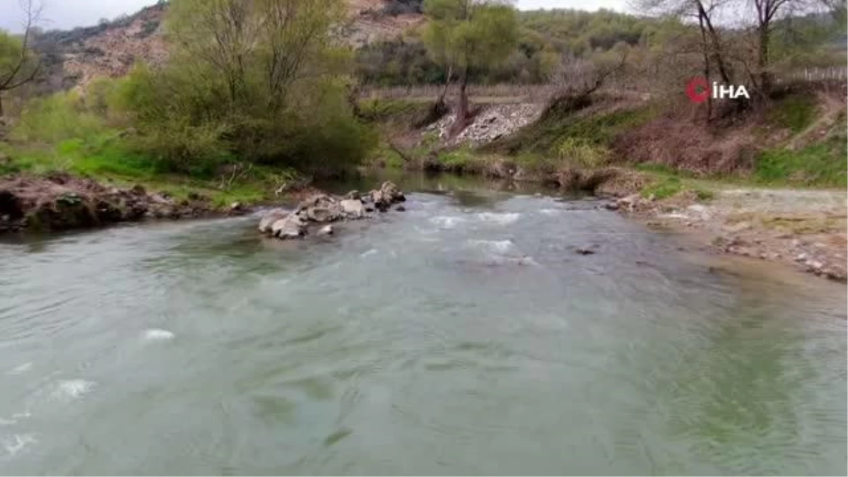 Çevresel faktörler, kefalleri bu hale getirdi