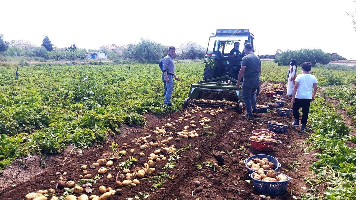 Datça\'da ilk turfanda Patates hasadı