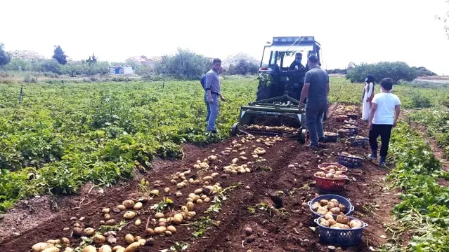 Datça'da ilk turfanda Patates hasadı