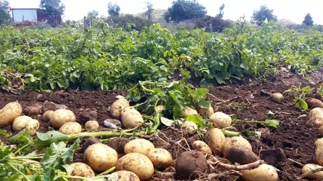 Datça'da ilk turfanda Patates hasadı