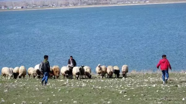 HEM ÇOBANLIK YAPIYORLAR HEM DERS ÇALIŞIYORLAR