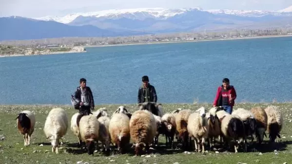 HEM ÇOBANLIK YAPIYORLAR HEM DERS ÇALIŞIYORLAR