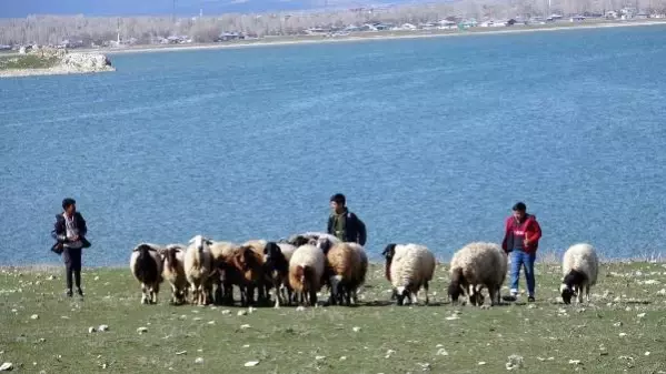 HEM ÇOBANLIK YAPIYORLAR HEM DERS ÇALIŞIYORLAR