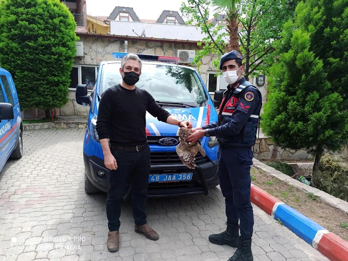 Son dakika haberleri | Jandarma yaralı Baykuş\'u DKMP ekiplerine teslim etti