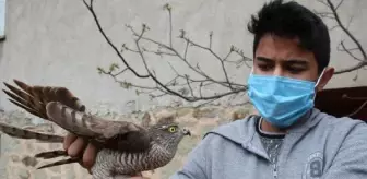 Kanadı kırık atmaca tedaviye alındı