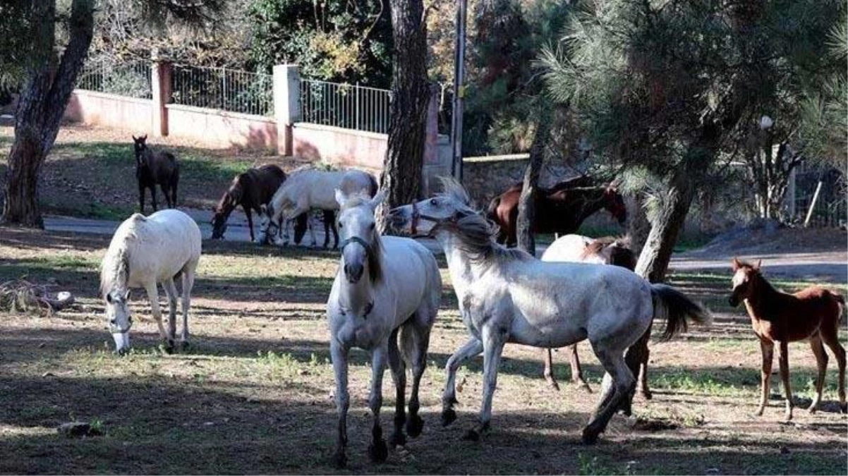 Kayıp atların sucuk yapıldığı iddiası veteriner işleri müdürüne soruldu, verdiği yanıt tuhaftı