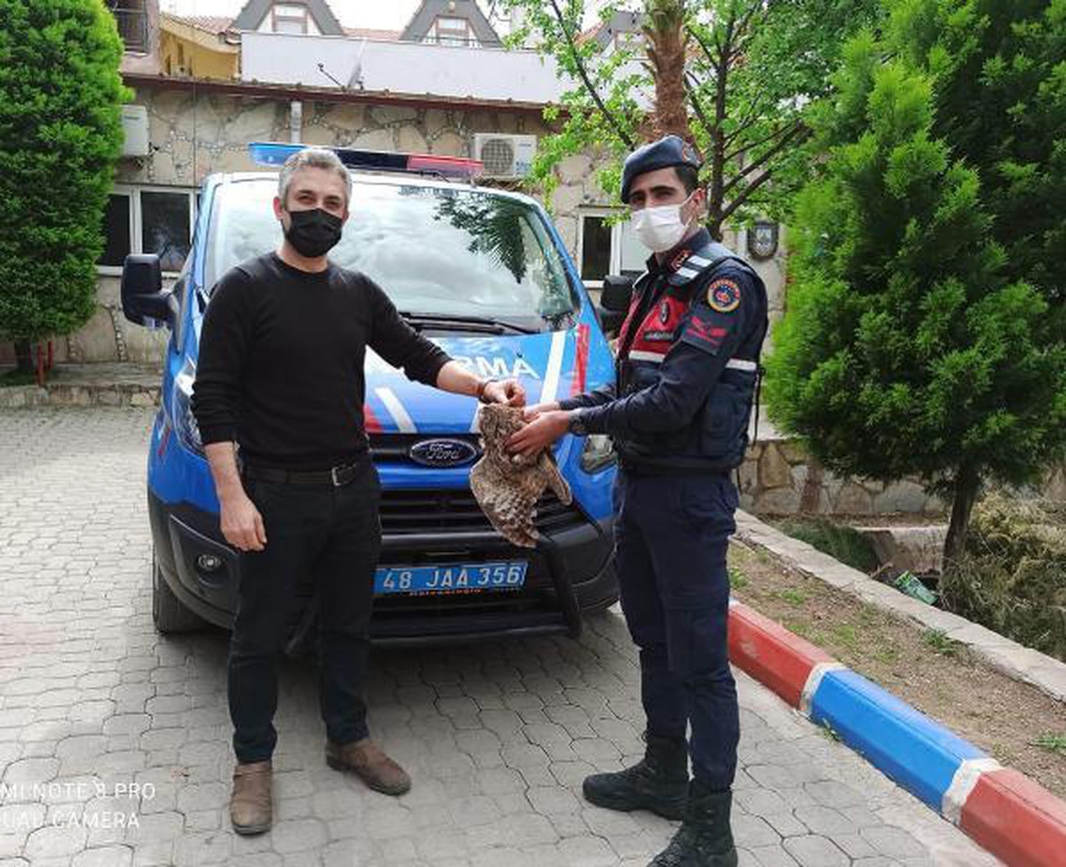 Marmaris\'te jandarmanın yaralı bulduğu baykuşa tedavi