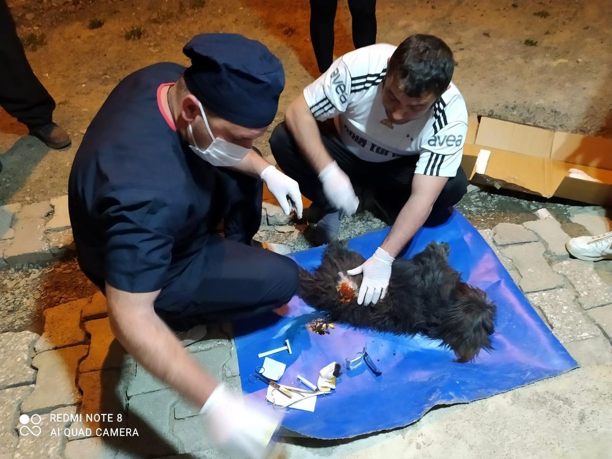 Pomeranian cinsi köpek saldırıya uğradı