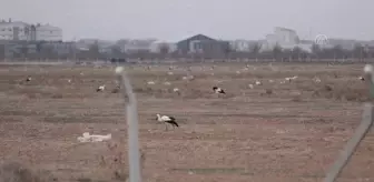 Tarlalardaki göçmen leylekler balıkla besleniyor