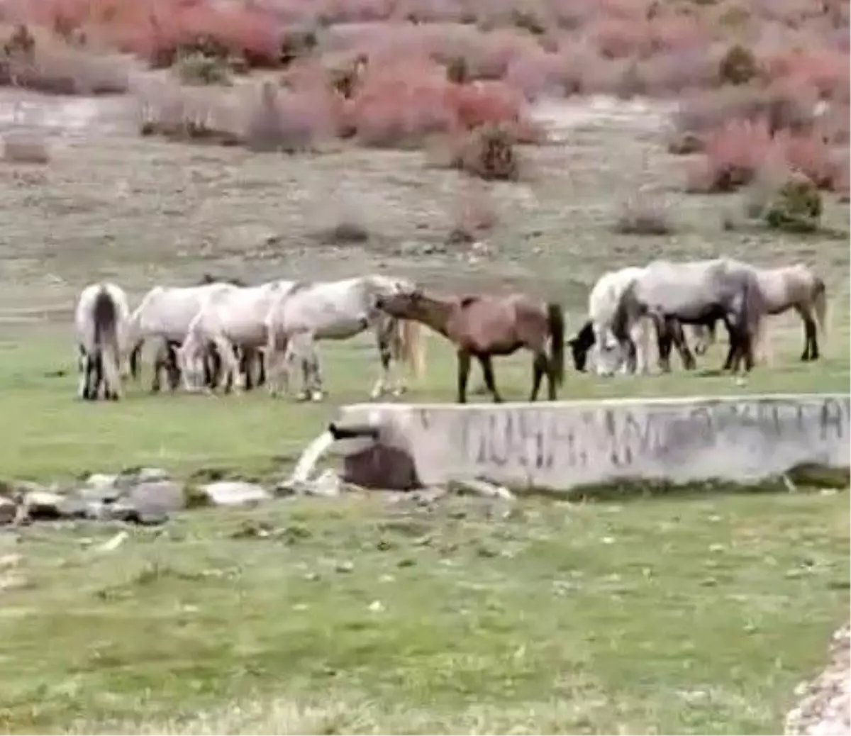 Tavşanlı Yaylacık ormanlarında yılkı atları görüntülendi