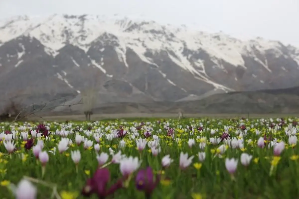 Tunceli\'de çiğdem, nergis ve kardelenlerin görsel şöleni