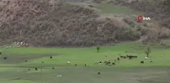 Ahırlarda bekletilen büyükbaş hayvanlar baharın gelişiyle yaylaya çıkıyor