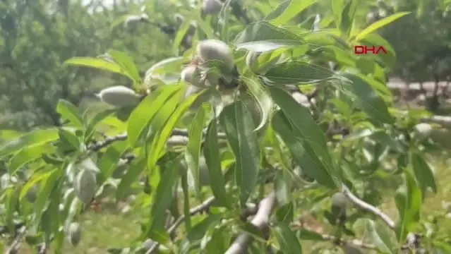 AVRUPA'NIN ÇAĞLASI DÖŞEMEALTI'NDAN