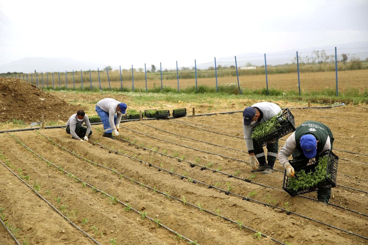 Aydın Büyükşehir Belediyesi Ata Tohumlarını bu yıl da toprakla buluşturdu