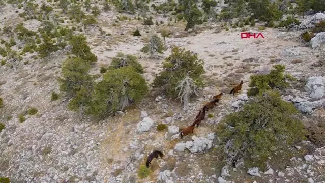 Burdur'da yılkı atları, dronla görüntülendi