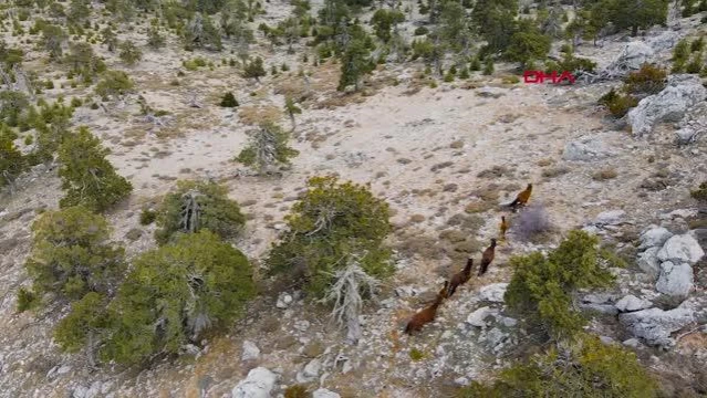 Burdur'da yılkı atları, dronla görüntülendi