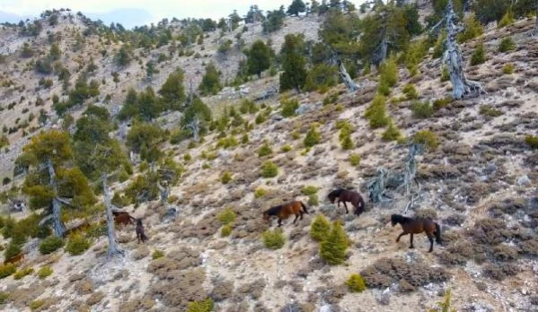 Burdur'da yılkı atları, dronla görüntülendi