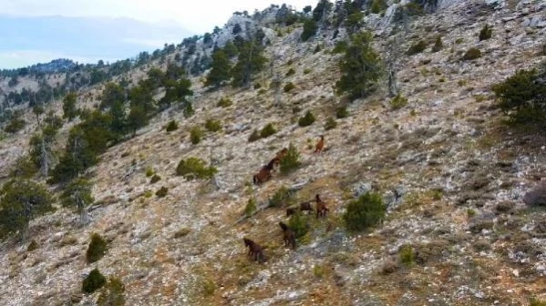 Burdur'da yılkı atları, dronla görüntülendi