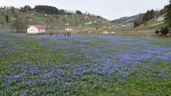 TRABZON KADIRALAK YAYLASI, ZİYARETÇİLERİNİ AĞIRLIYOR