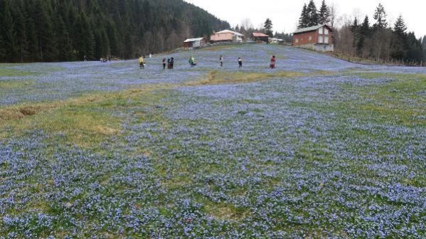 TRABZON KADIRALAK YAYLASI, ZİYARETÇİLERİNİ AĞIRLIYOR