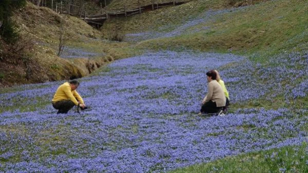 TRABZON KADIRALAK YAYLASI, ZİYARETÇİLERİNİ AĞIRLIYOR